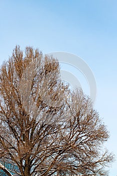 Background of trees for a double exposure, trees against the sky, branches on a homogeneous blue background, many branches, branch