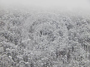 Background. Trees on the mountain in the fog. Krasnaya Polyana, Sochi, Russia. January, 2015.