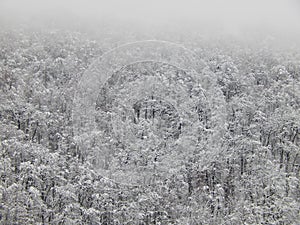  . Bäume auf der berg Nebel. Sotschi,. Januar 2015 