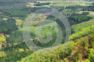 Background of trees in spring