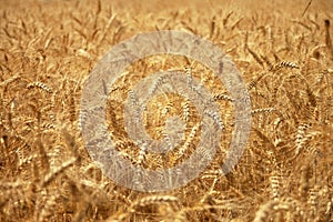 Background of triticale ears in the field