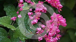 background Tropical pink flowers blooming in the garden, Coral Vine or Antigonon
