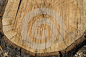 Background of truncated circle tree