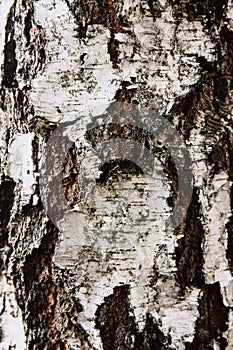Background of trunk of white birch. Texture of birch bark. Tree close-up.