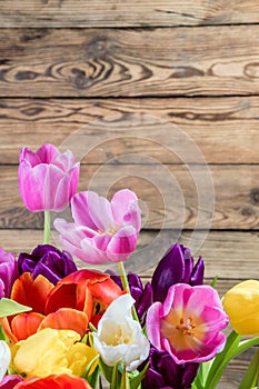 Background with tulip