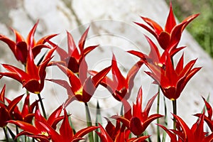 Background tulips blooming in spring