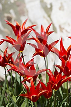 Background tulips blooming in spring