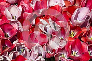 Background tulips blooming in spring