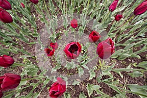 Background of tulips in a flowerbed