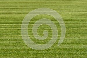 Background Turf Green Grass