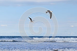 Background two flying seagull sea blue sky