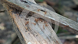 background of two old logs being passed by large ants