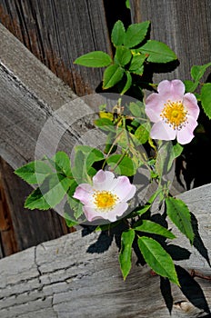 Background of two wild rose flowers and wood.