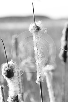 Background on typha latifolia in close up