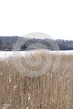 Background on typha latifolia in close up
