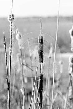 Background on typha latifolia in close up