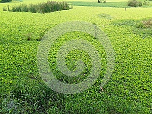 Background of unblooming green field of lotus flowers. Botanical landscapes. Green lotus leaf pond