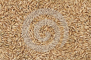 Background of unpeeled oats grain