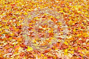 Background of varicolored leaf litter of maple on glade