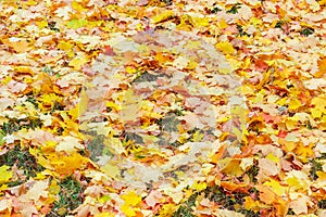 Background of varicolored leaf litter of maple among of grass