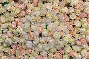 Background from a variety of cream and pink roses