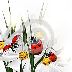 Background with vector scenery cosmos flowers and red ladybirds