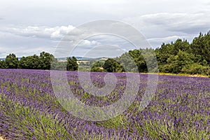 Background with vibrant purple lavender fields at mountainous, late-blooming location in Provence, France