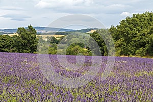 Background with vibrant purple lavender fields at mountainous, late-blooming location in Provence, France