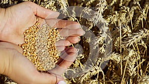 Background video close-up of farmer holding wheat in his hands near ears of corn