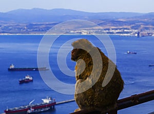 Background view of the city and red monkey from the height of the Rock of Gibraltar