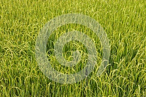 Background view of fertile green rice fields growing waiting for harvest day