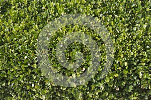 Background view of privet hedge