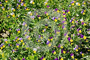 The background of the Viola tricolor, or pansies