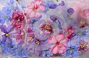 Background of violet,  balsamine, geranium, chicory succory flower   frozen in ice