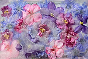 Background of violet,  balsamine, geranium, chicory succory flower   frozen in ice