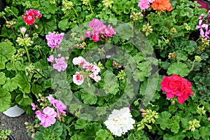 Background of vivid pink, red and white Pelargonium flowers commonly known as geraniums, pelargoniums or storksbills and fresh g