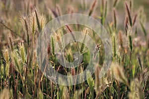 Background of wall barley or false barley in summer