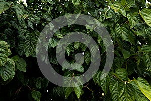 Background of wall of mulberry green leaves texture