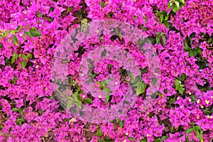 Background of wall of purple flowers. Texture of violet flower bougainvillea