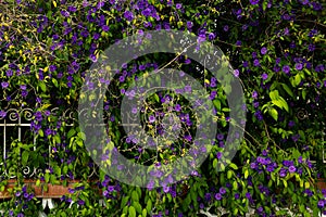 Background of wall of small violet flowers and green leaves texture