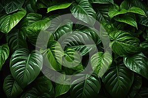 Background wall of tropic vibrant green foliage