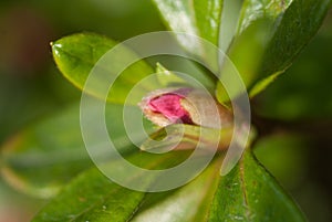 Background, wallpaper, flower, nature, blur, close-up, macro, spring, abstract, water drop, green, leaf, waterdrop, dew, reflecti