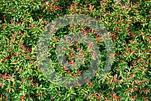 Background wallpaper green leaf natural texture pattern
