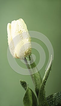 Background wallpaper with the image of flowers.  tulip bud in water drops