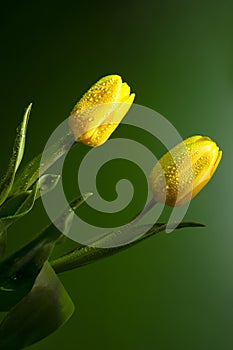 Background wallpaper with the image of flowers. yellow tulips