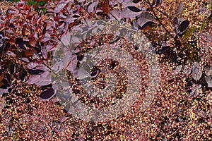 Background wallpaper with leaves and feathery flowers of Cotinus Coggygria