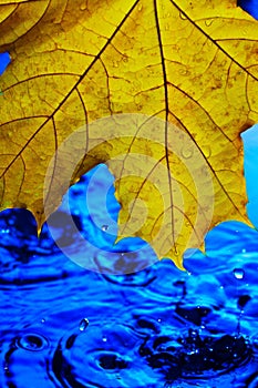 Background wallpaper for screen savers. Yellow autumn leaf over blue water during rain. Splashes and drops of water with blue