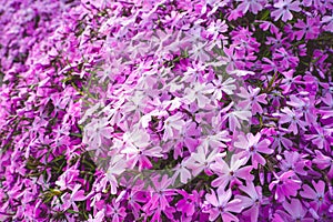 Background wallpaper from subulata phlox delicate pink color
