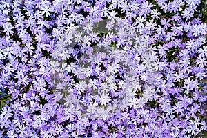 Background wallpaper of subulata phlox delicate purple color