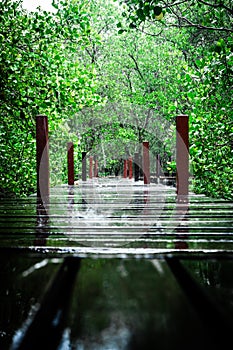 Background,Wallpaper,Tungprongthong,mangrove forest located at rayong thailand,cloud sky